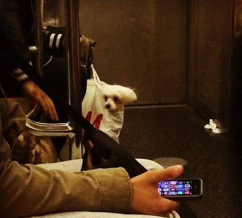大连地铁可以带宠物吗