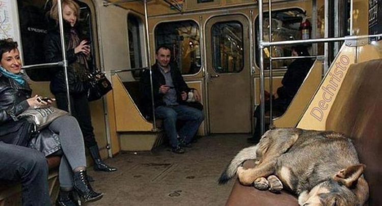 厦门地铁可以带宠物吗