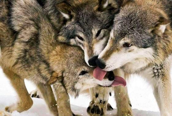 狼最怕什么动物