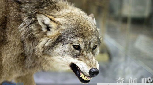 狼最怕三种动物