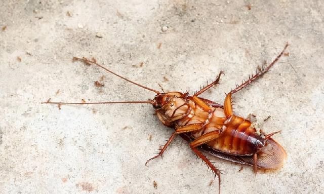 蟑螂最怕三种克星是什么？如何避免晚上爬床？根治最有效方法介绍