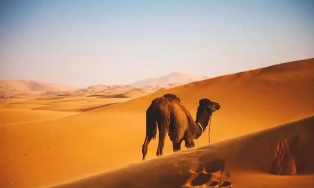 骆驼那么耐渴，原来是储水位置不一般