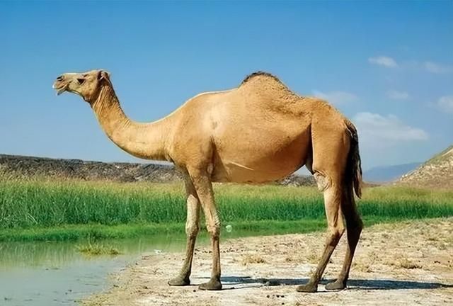 骆驼那么耐渴，原来是储水位置不一般