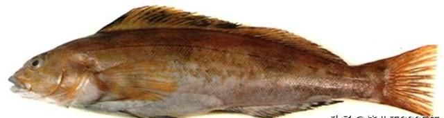 辽宁沿海地区市场上常见的鱼类您都认识吗？（之一）
