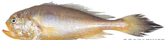 辽宁沿海地区市场上常见的鱼类您都认识吗？（之一）