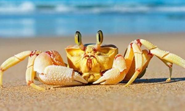 螃蟹吃什么食物可以养活