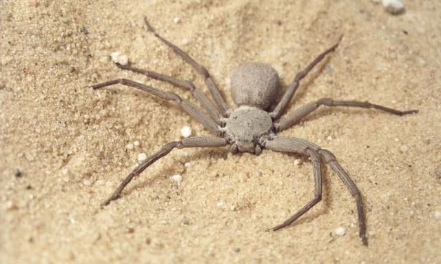 盘点世界上最毒的10种蜘蛛：黑寡妇仅排第9，红头鼠蛛屈居第2
