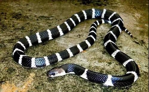 银环蛇幼蛇有毒吗