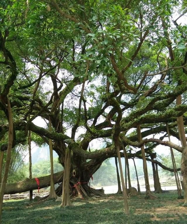 世界上最大的植物，广东这棵树占地20亩，这个真菌却占地1万多亩