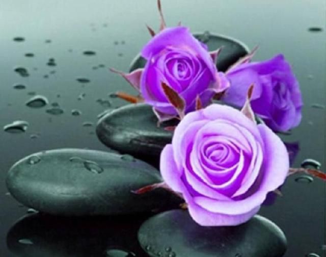 紫色玫瑰花代表什么？看过它的花语和寓意，你就会明白了