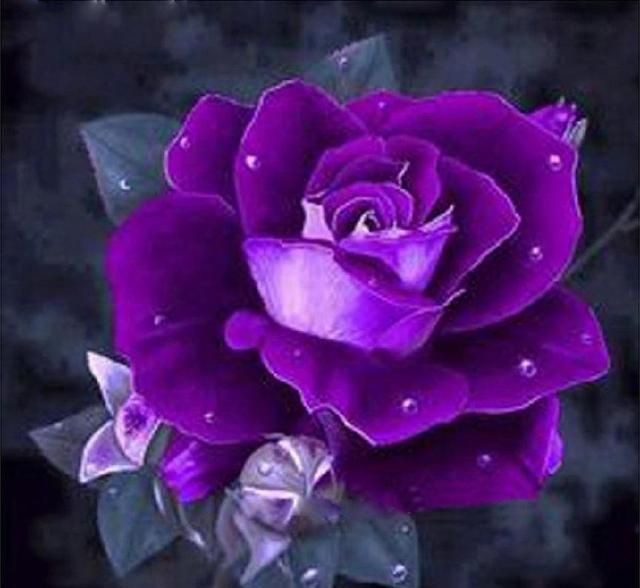 紫色玫瑰花代表什么？看过它的花语和寓意，你就会明白了