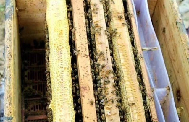冬季养蜂，蜜蜂喂糖应该在白天喂养还是晚上喂养？