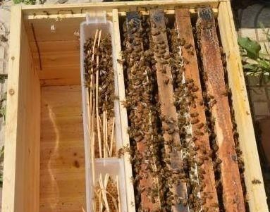 冬季养蜂，蜜蜂喂糖应该在白天喂养还是晚上喂养？