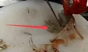 螃蟹买回来怎么处理干净，螃蟹买回来怎么处理？图8