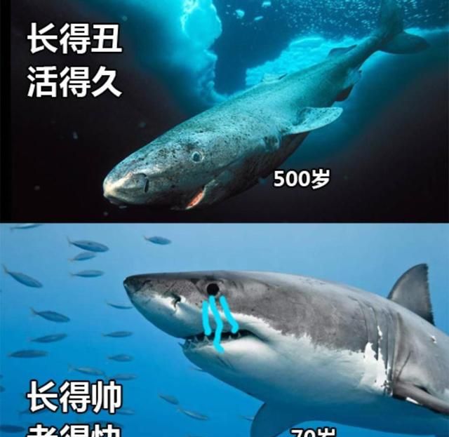 格陵兰睡鲨要150岁才能交尾？因为懒得捕食，就牺牲眼睛填饱肚子