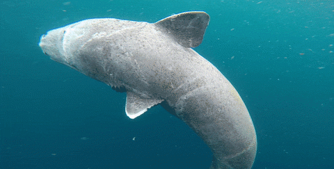 格陵兰睡鲨要150岁才能交尾？因为懒得捕食，就牺牲眼睛填饱肚子
