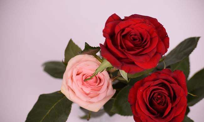 每个男人送女人玫瑰花，数量多少都不一样