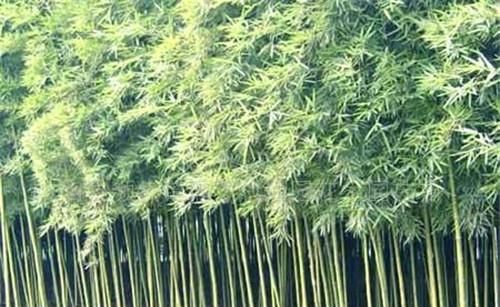 富贵竹的气味是什么味