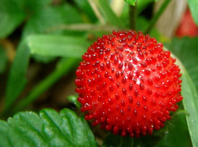 农村5种常见野果长得像草莓，全吃过的已经老了，你吃过几种？