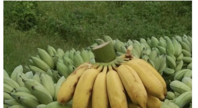香蕉的种类，香蕉的形状颜色味道种类？图2