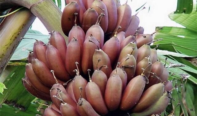 香蕉的种类，香蕉的形状颜色味道种类？图4