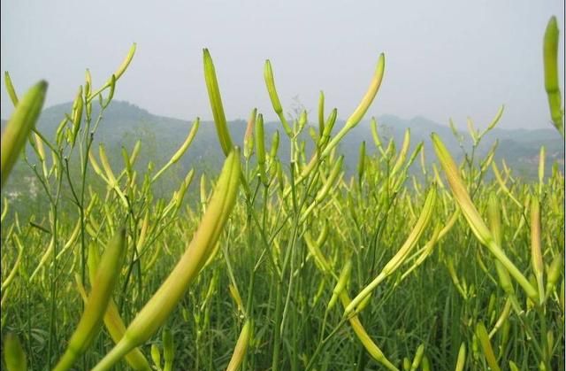 黄花菜的生物学特性及栽培技术