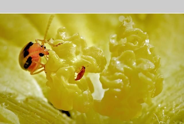 昆虫摄影：瓢虫，金花虫在外观上的区别，拍摄技巧