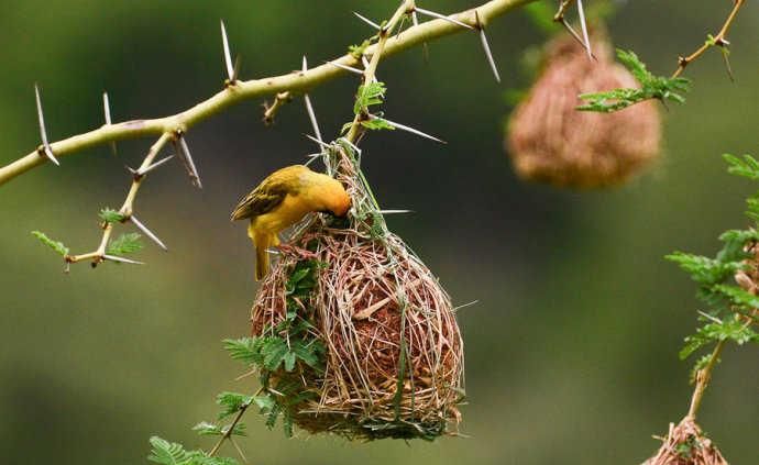 喜欢在松树上筑巢的鸟叫什么名字