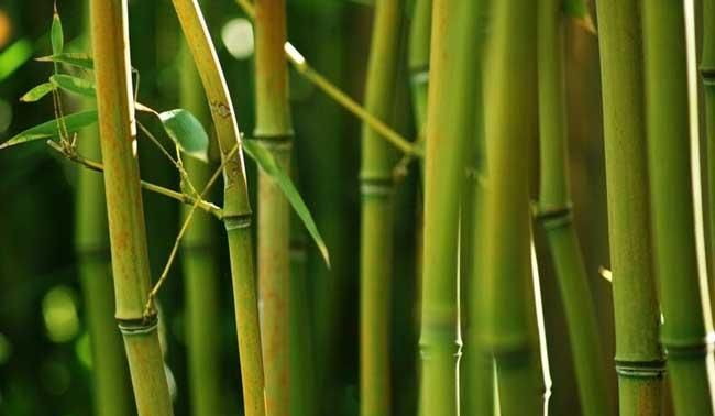 竹子的寓意和象征意义