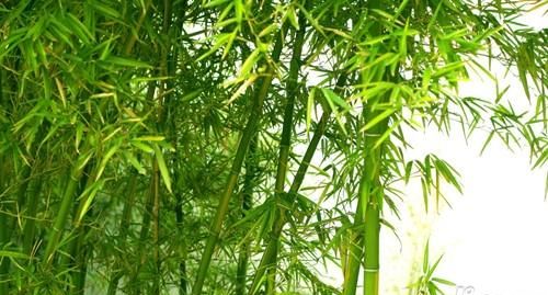 竹子的含义代表什么