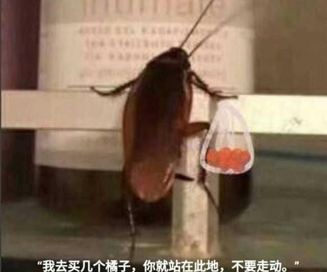 广东的朋友请查收，这是你要的灭蟑螂指南