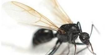 白蚁有翅膀吗，蚂蚁有翅膀是什么蚂蚁？图3
