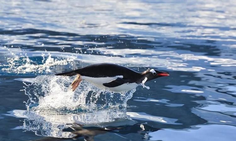 迷你世界企鹅会游泳吗