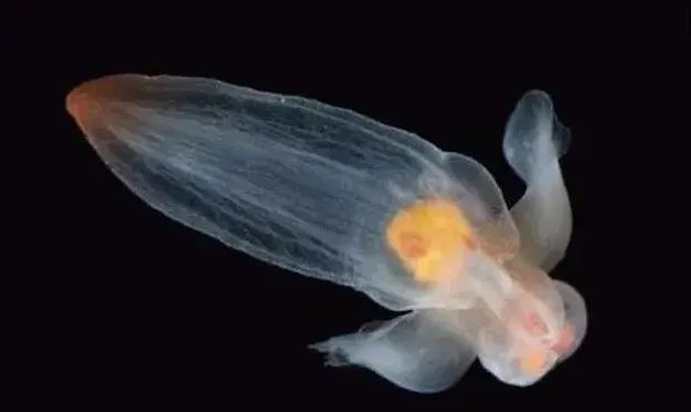 南北极冰层中一种生物，长仅3厘米且通体透明，像水母又像萤火虫