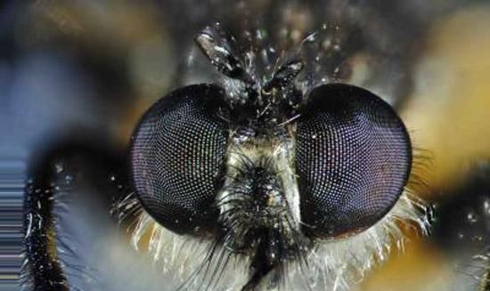 苍蝇的复眼指的是什么