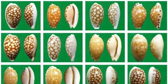 见过三万种贝壳这种最稀奇，它长在皮皮虾肚子上，跟着去旅游