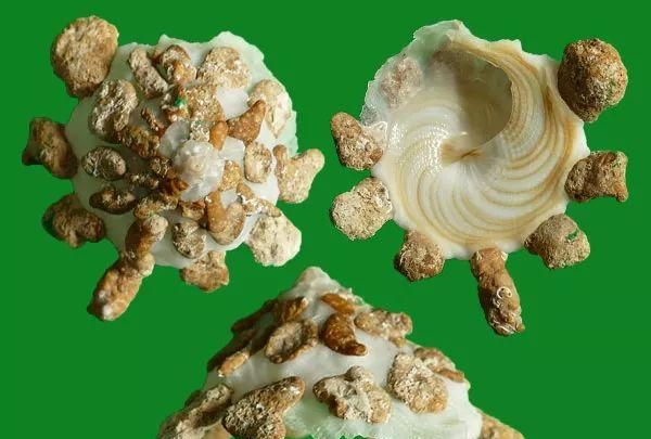 见过三万种贝壳这种最稀奇，它长在皮皮虾肚子上，跟着去旅游
