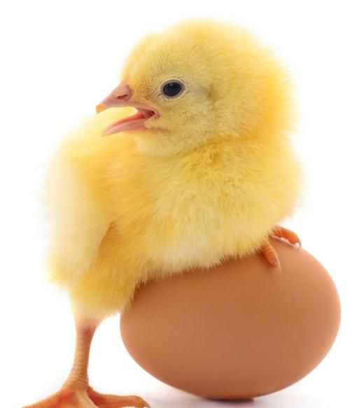鸡有什么外形特点和生活习性