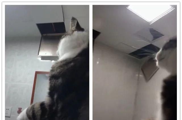 卫生间天花板吊顶里面好像有一只老鼠，跑来跑去，它是怎么进去的，怎么把它弄出去，急