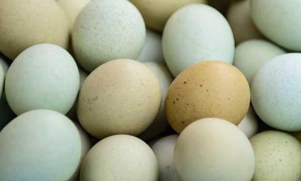 珍珠鸡蛋:哪里有珍珠鸡蛋卖，多少钱一个珍珠鸡蛋价格如何