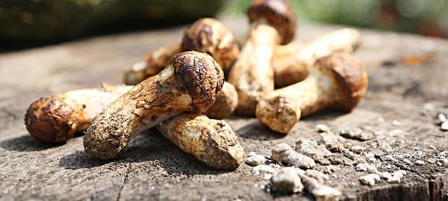 收藏！史上最全的松茸保存方法，其它蘑菇也适用！