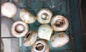 一烤就出汁的蘑菇叫什么，烤箱烘干蘑菇会变黑吗？图3