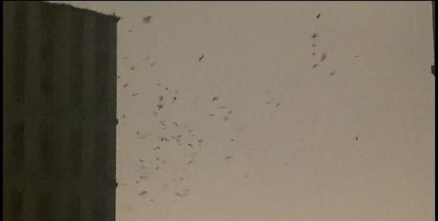 林业部门回应“吉林四平出现成群乌鸦”：下雪降温所致，与地震无关