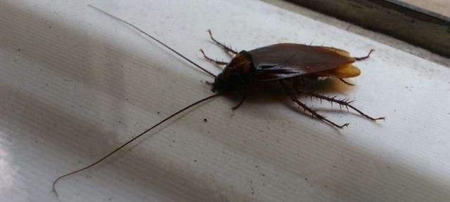 家里有蟑螂可不是好事，先别急着踩死一只，这样做才能消灭全部