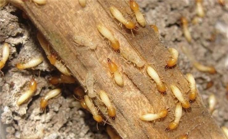 什么蚂蚁可以吃混凝土