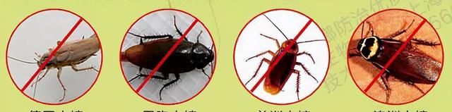 大强虫控：常见的家庭虫害 您家里有哪几种？