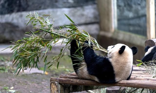 千里七岁作文：小熊猫吃夜餐||一边吃还一边用舌头舔着自己的嘴角