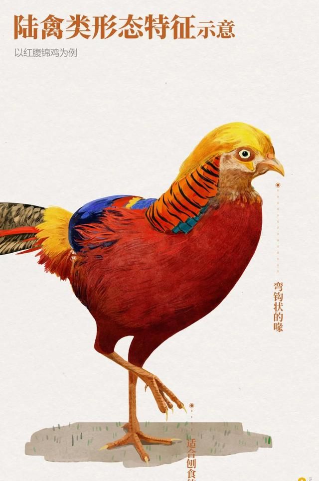林草科普|1400多种中国鸟，你认识多少？