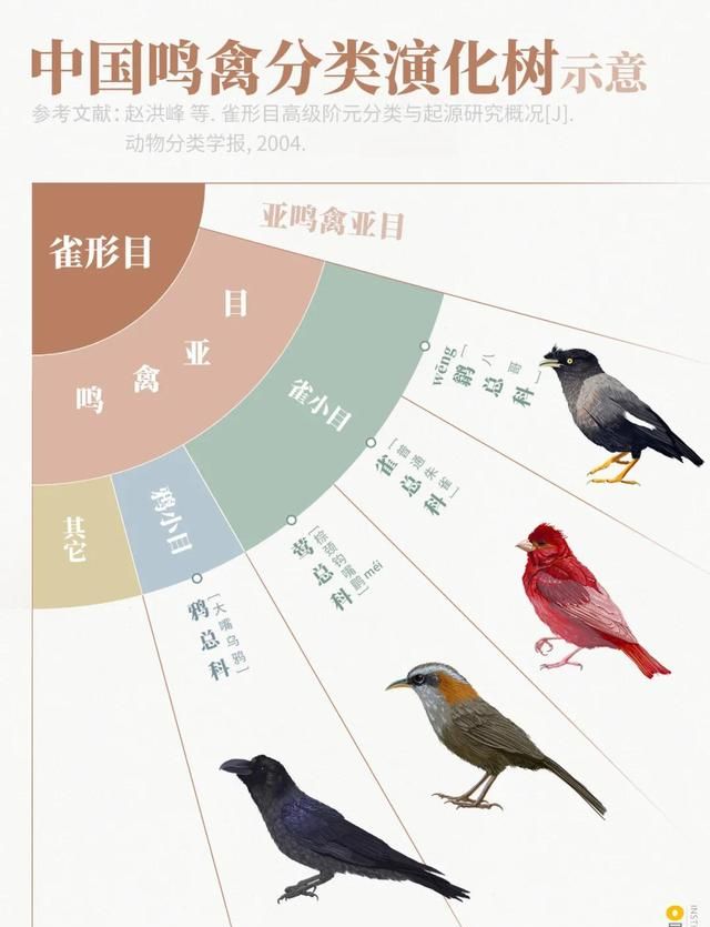 林草科普|1400多种中国鸟，你认识多少？