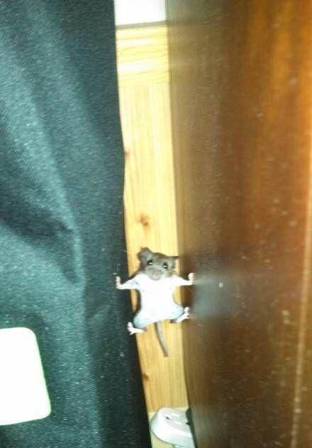 老鼠从冰箱底部钻进去了，有没有